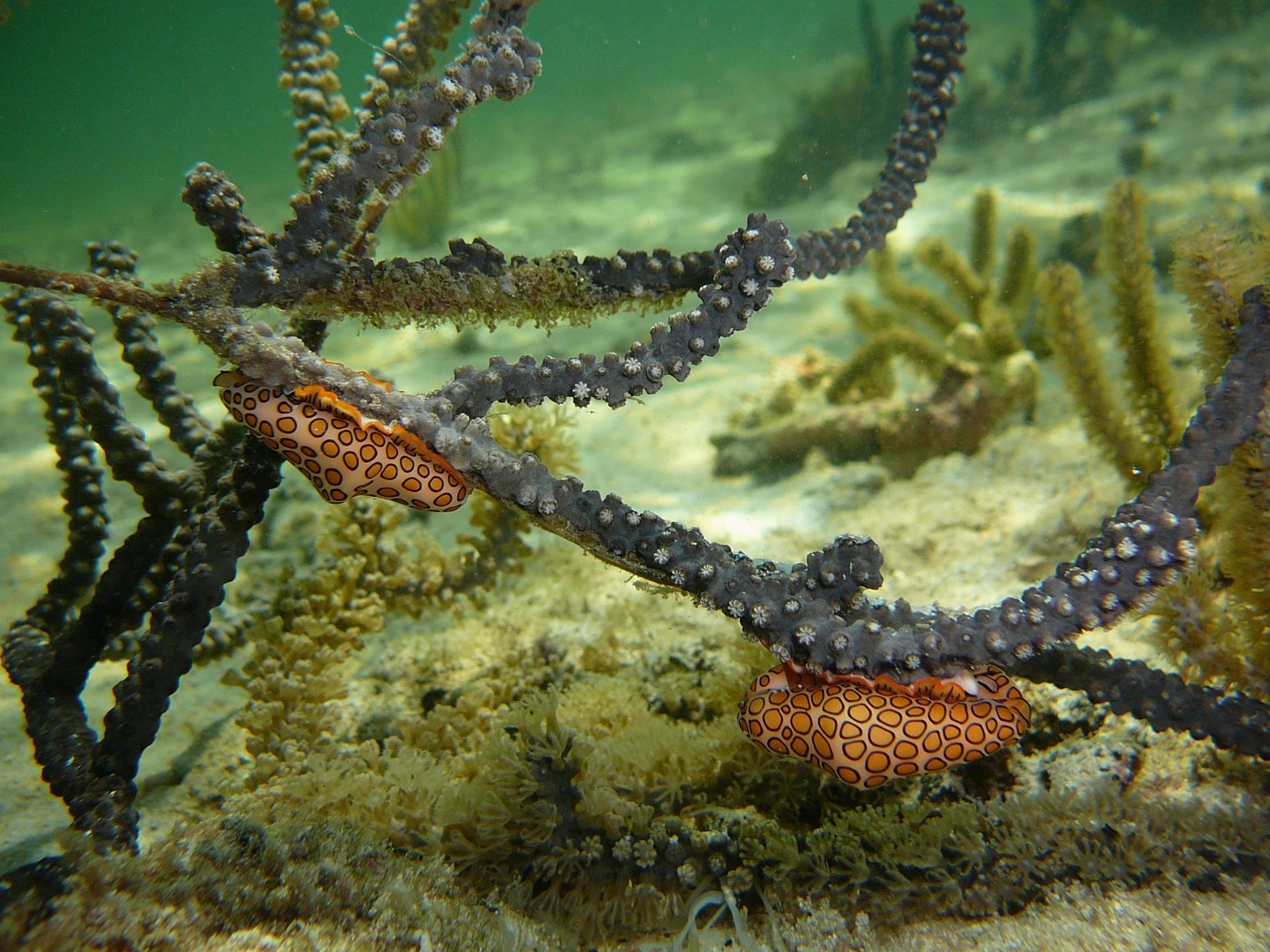 BIOL462 001 202540 Home biol462-001-202540-home